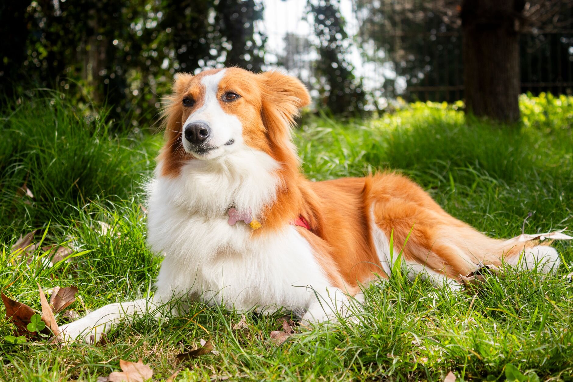 A white and brown dog resting in green foliage.