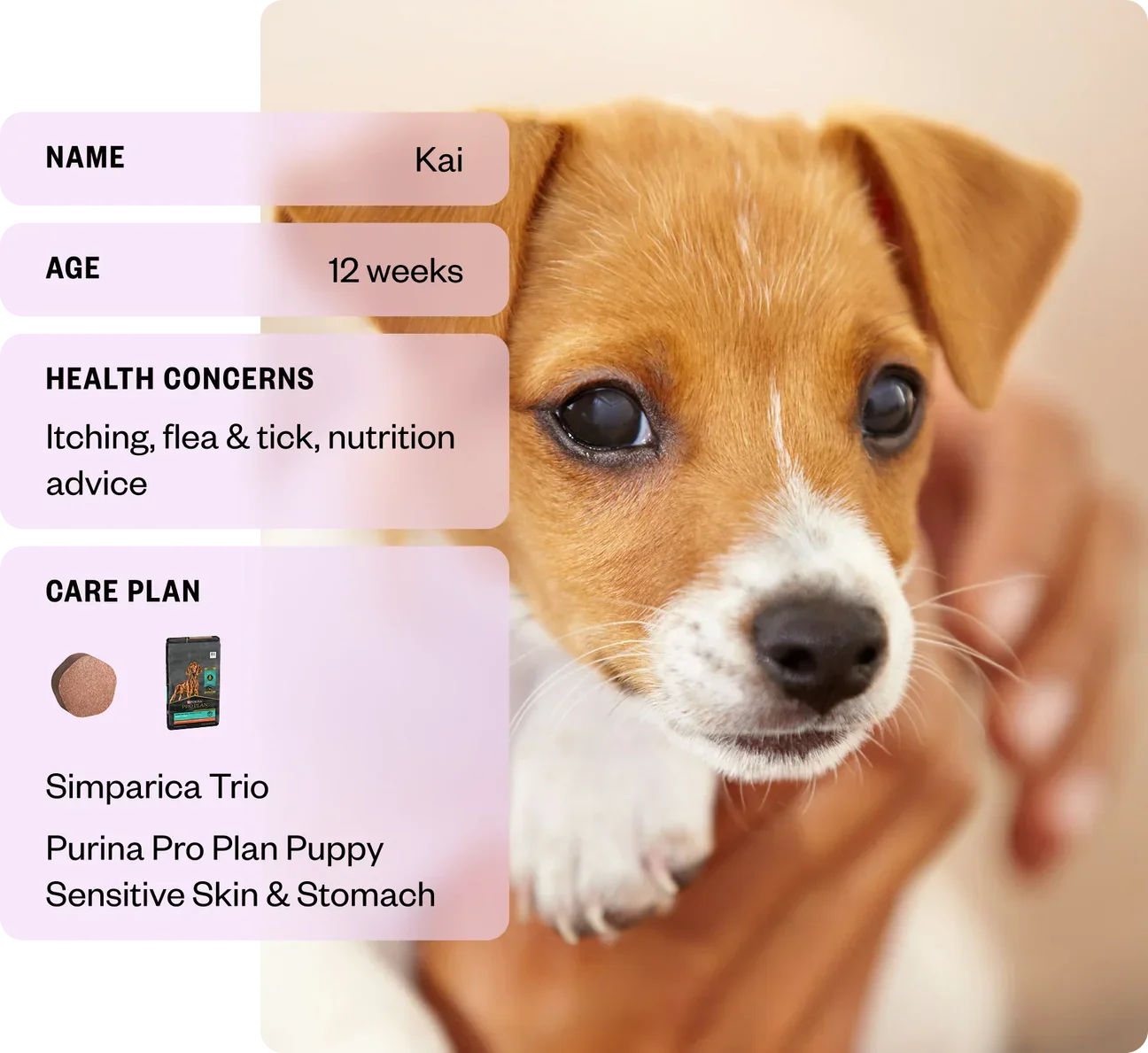 Dutch Pet, Inc.