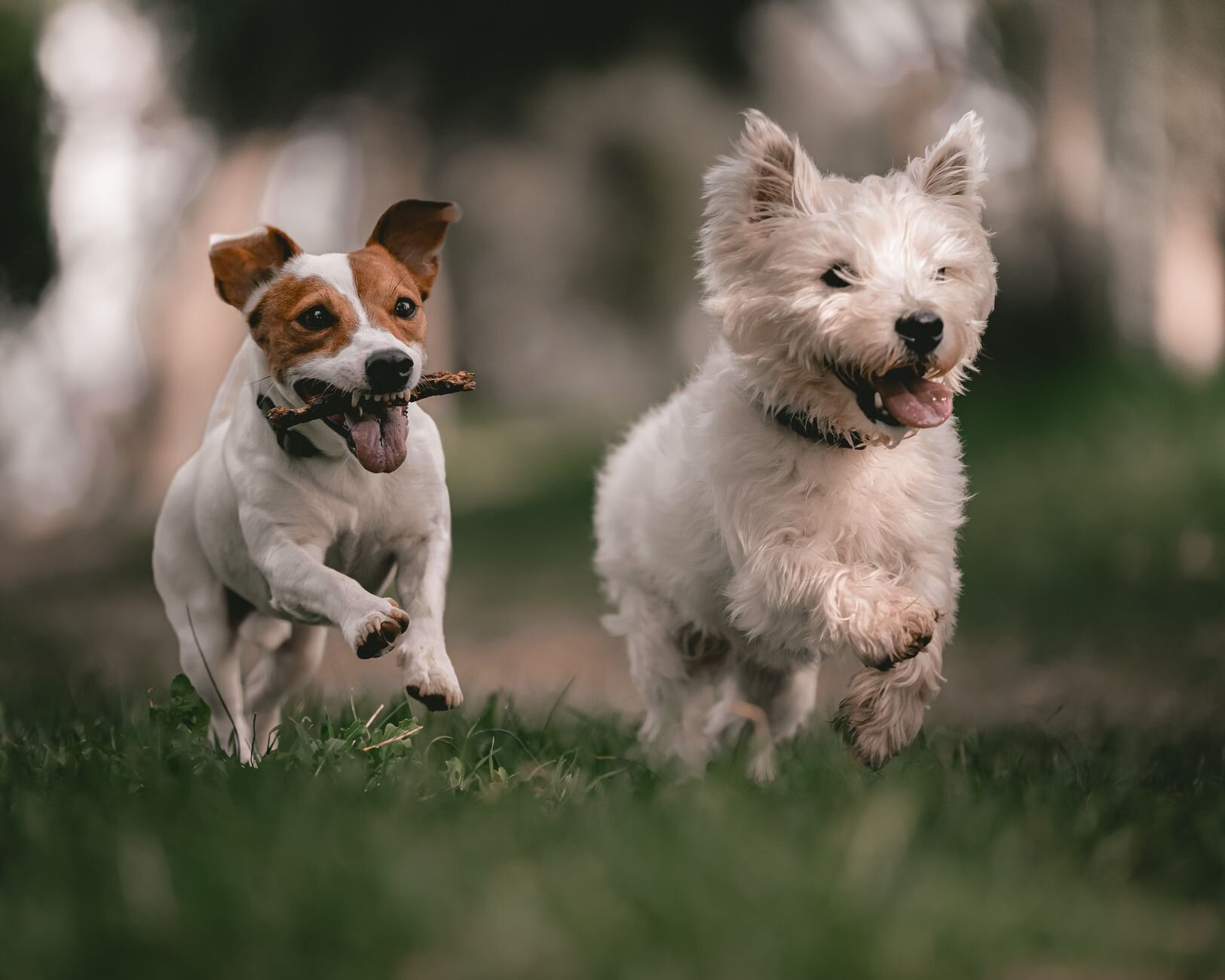 Two small dogs bounding through the grass.