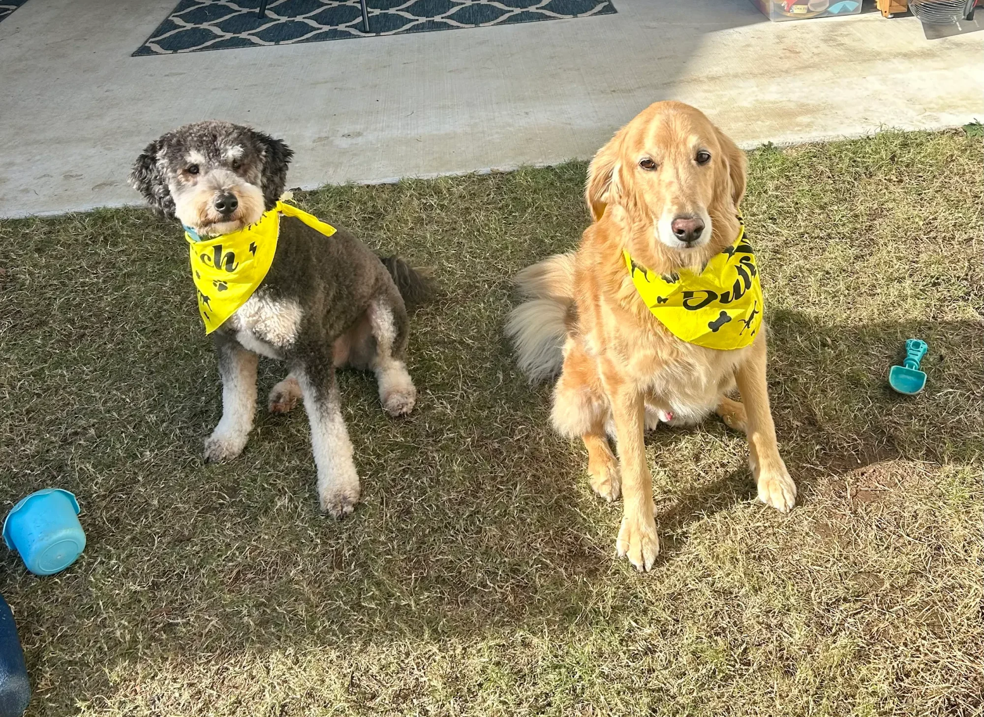 Two dogs sitting on grass wearing yellow Dutch-branded bandanas — a curly grey-and-white dog and a golden retriever