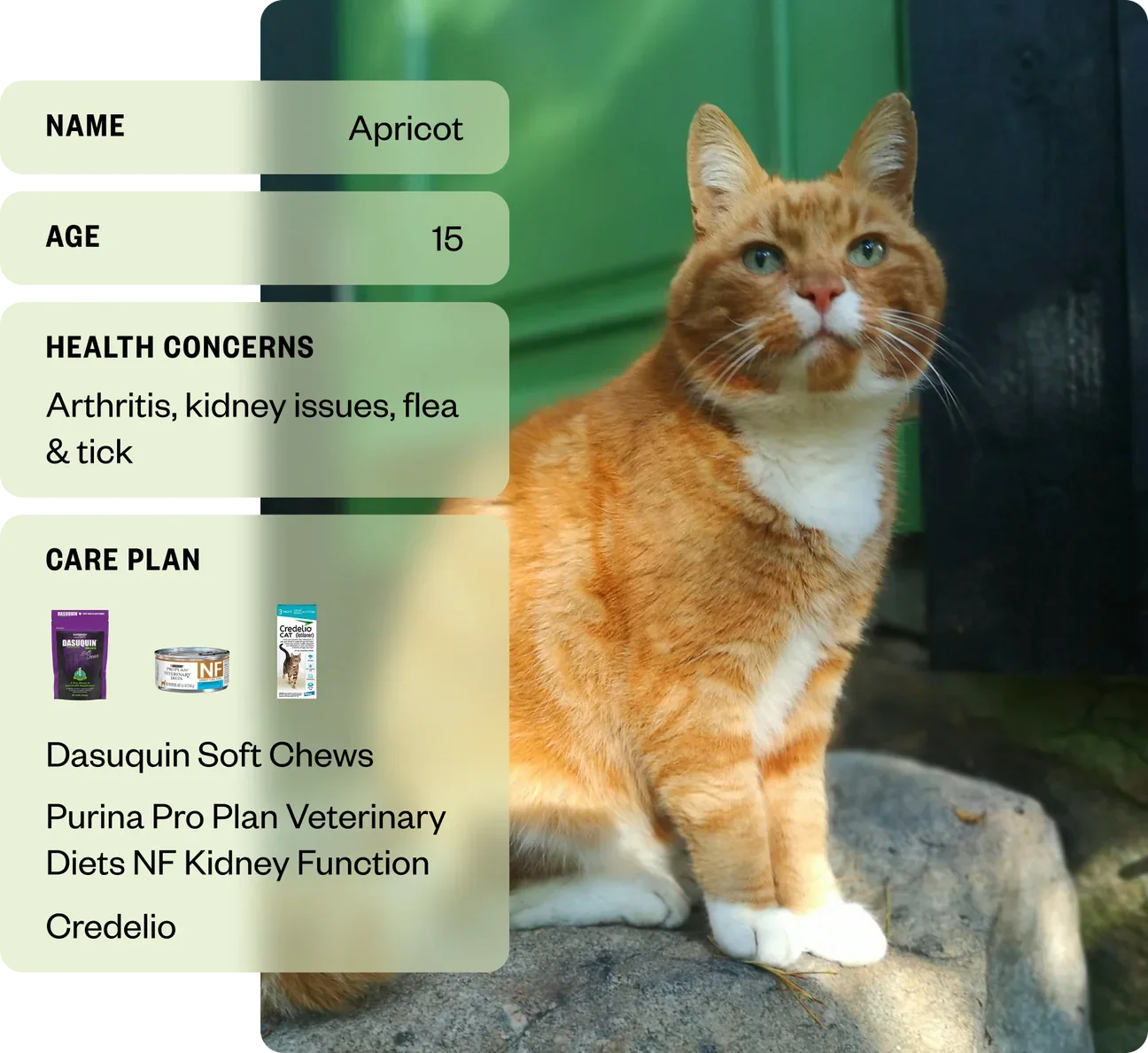 Dutch Pet, Inc.