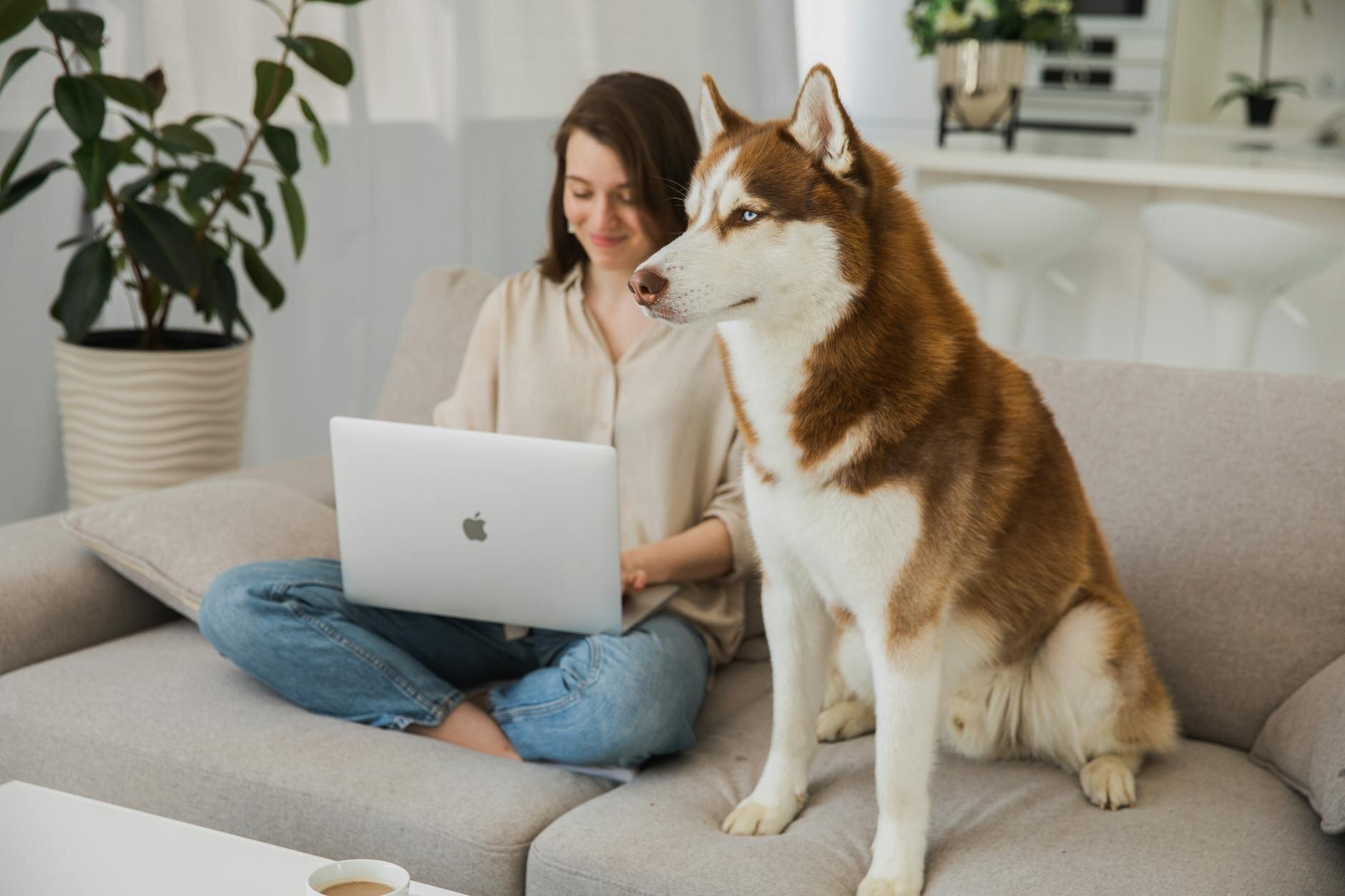 Woman on the couch with her laptop, a brown and white husky beside her
