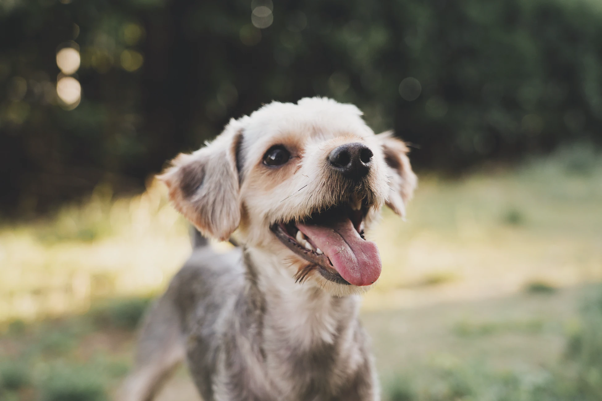 Protect against dental disease in dogs