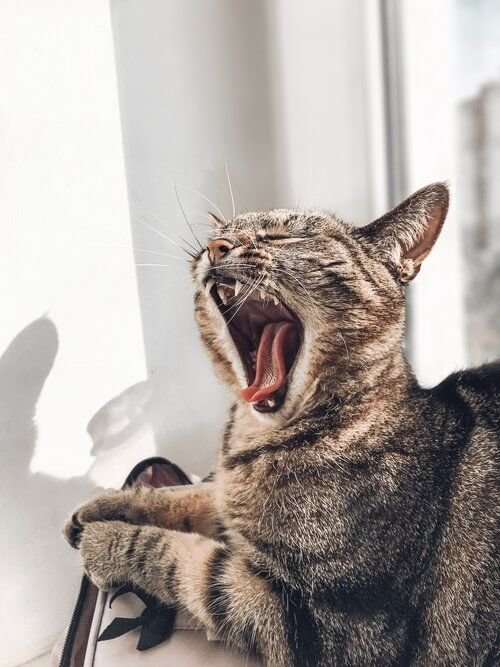 Make sure that your feline has a purrfect smile