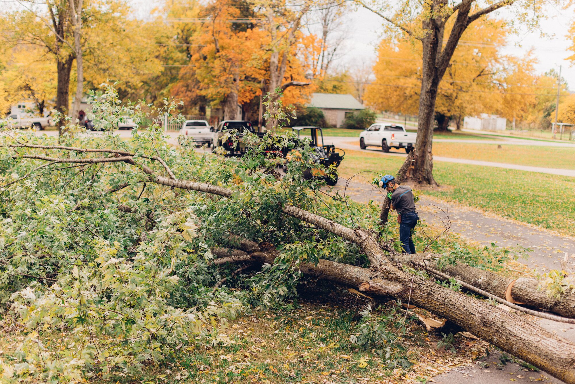 Timbermen Tree Services gallery 8