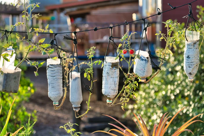 cultivando vegetais em garrafas de água plásticas reciclada