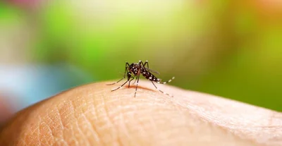 Mosquito Aedes causa sangue