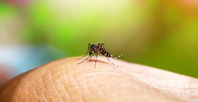 Mosquito Aedes causa sangue