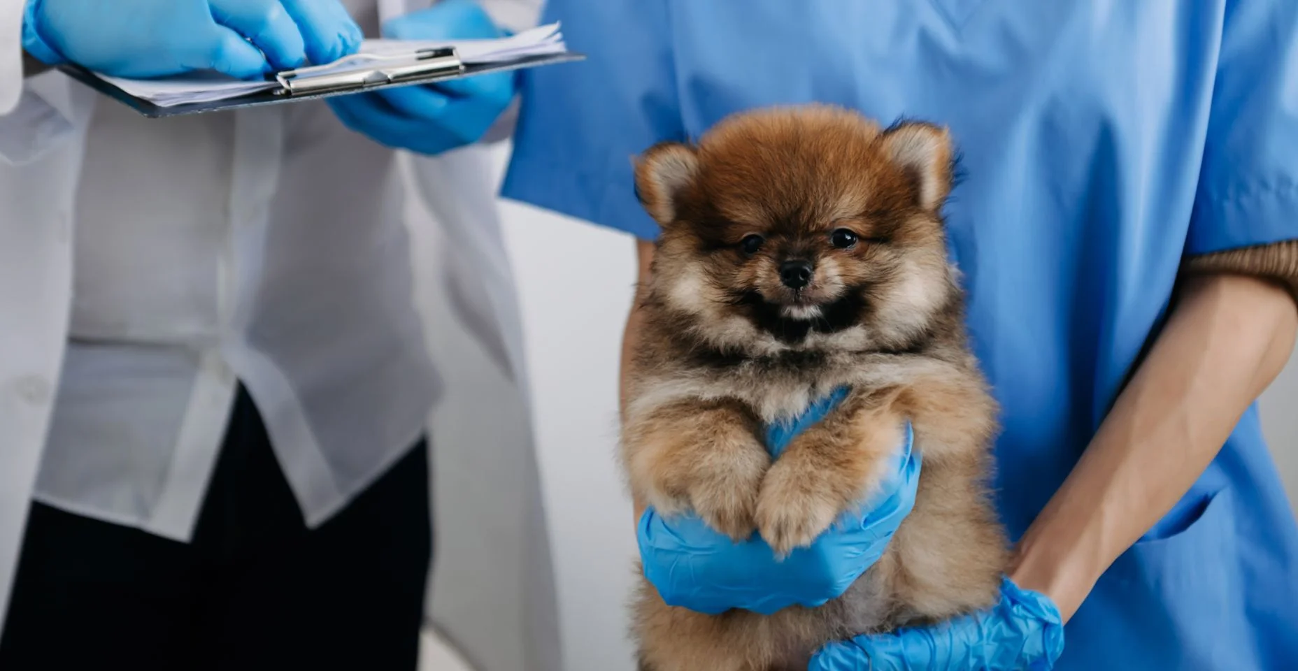 Dois médicos estão examinando-o. Conceito de medicina veterinária. Pomerânia em clínica veterinária.