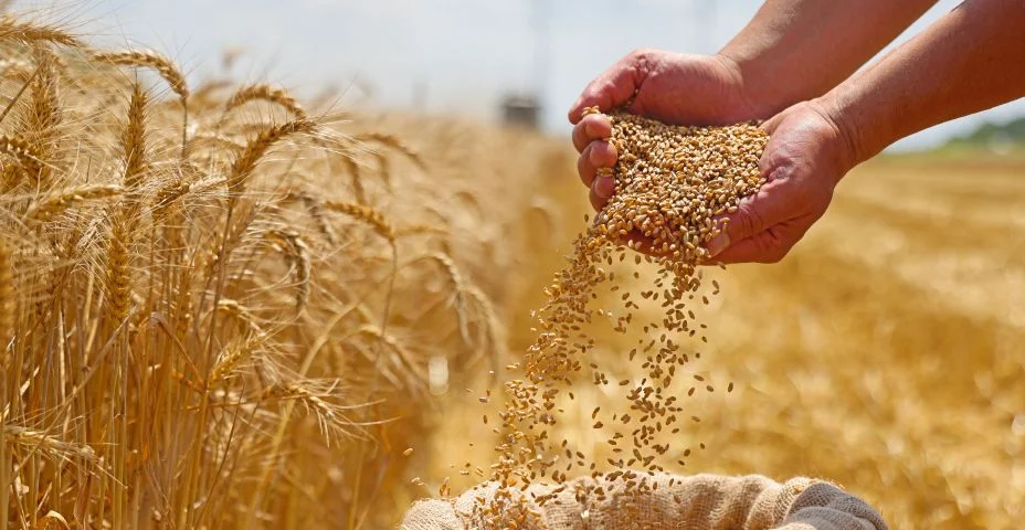 Grão-de-trigo na mão após boa colheita de agricultor bem-sucedido