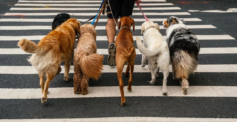 Seção baixa de um passeador de cães passeando com um grupo de cães na coleira na rua, Nova York