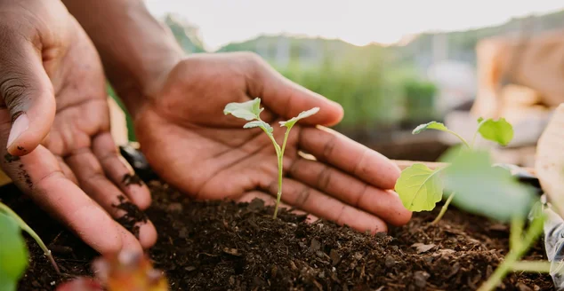 Mãos segurando planta sobre terra do solo, sustentabilidade.