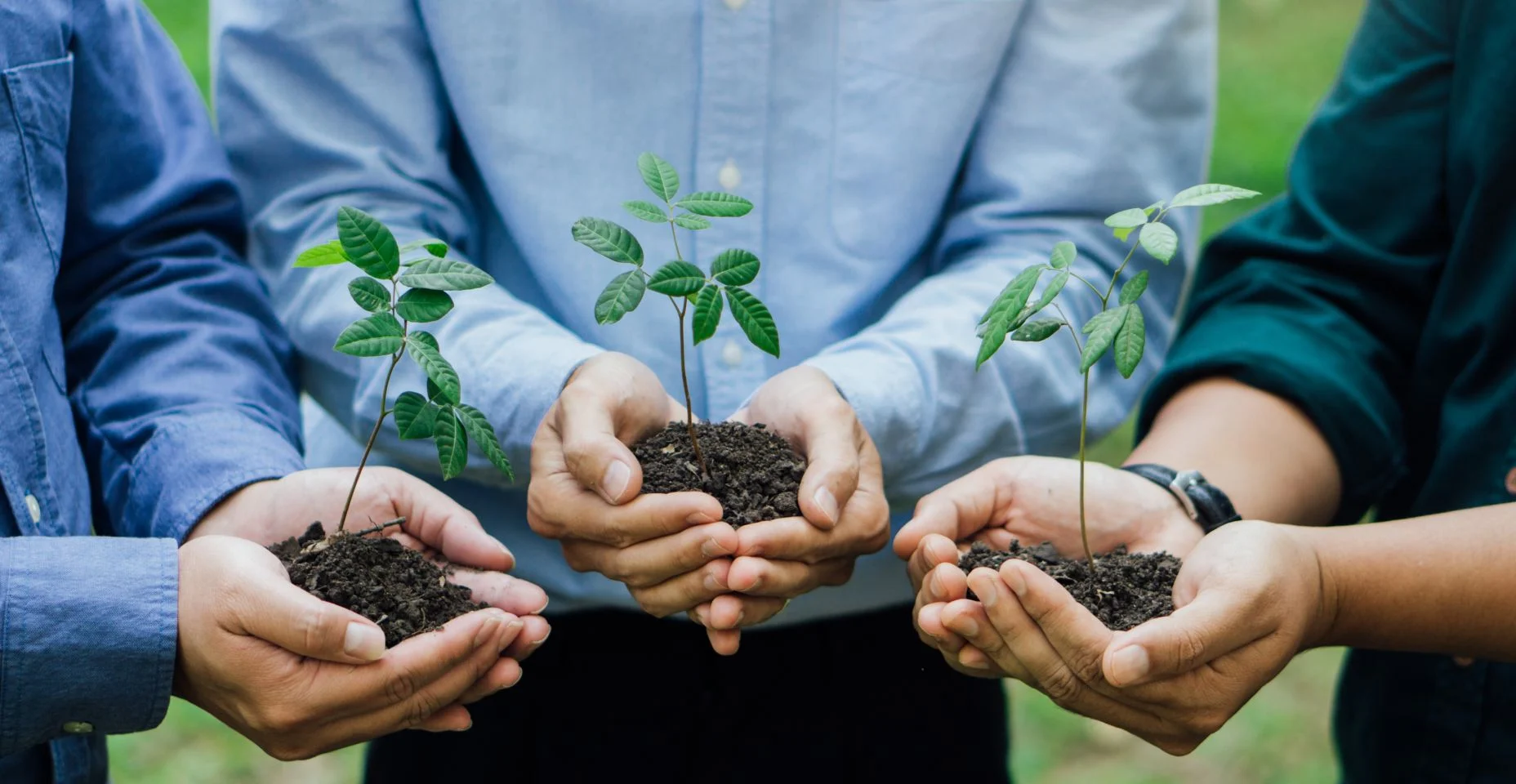 Grupo de mãos de negócios segurando uma planta jovem no fundo da natureza verde desfocada. Dia Mundial do Meio Ambiente. Trabalho em equipe da comunidade global. Trabalho voluntário de caridade.