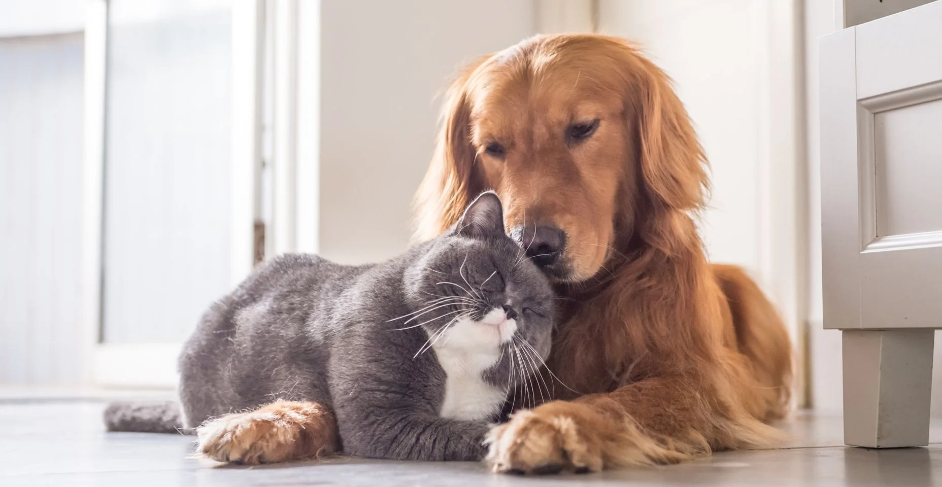 Gato britânico e Golden Retriever