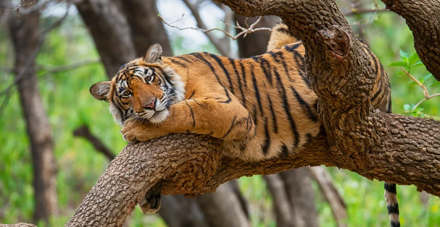 Tigre de Bengal (tigre do tigre de Panthera) em uma árvore, tiro dos animais selvagens