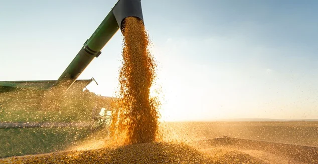 Grãos auger de combinar derramando soja em reboque trator