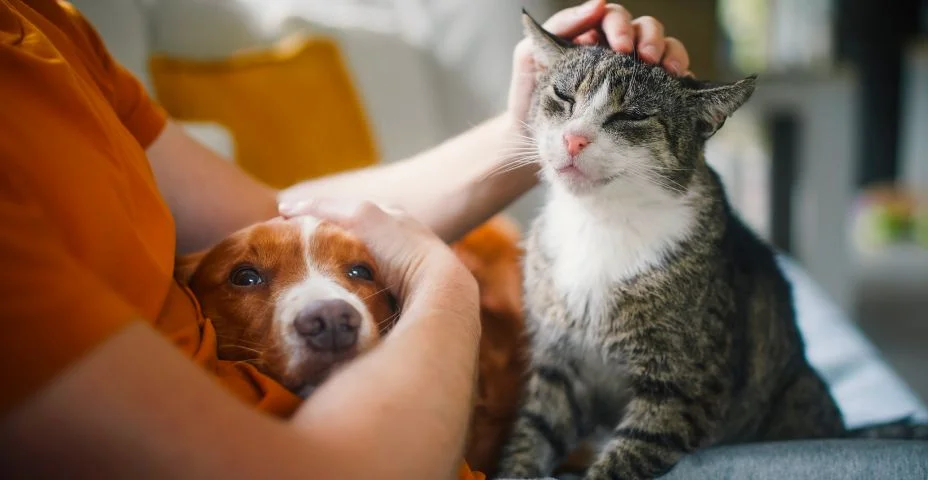 Dono de animal de estimação acariciando seu velho gato e cão juntos