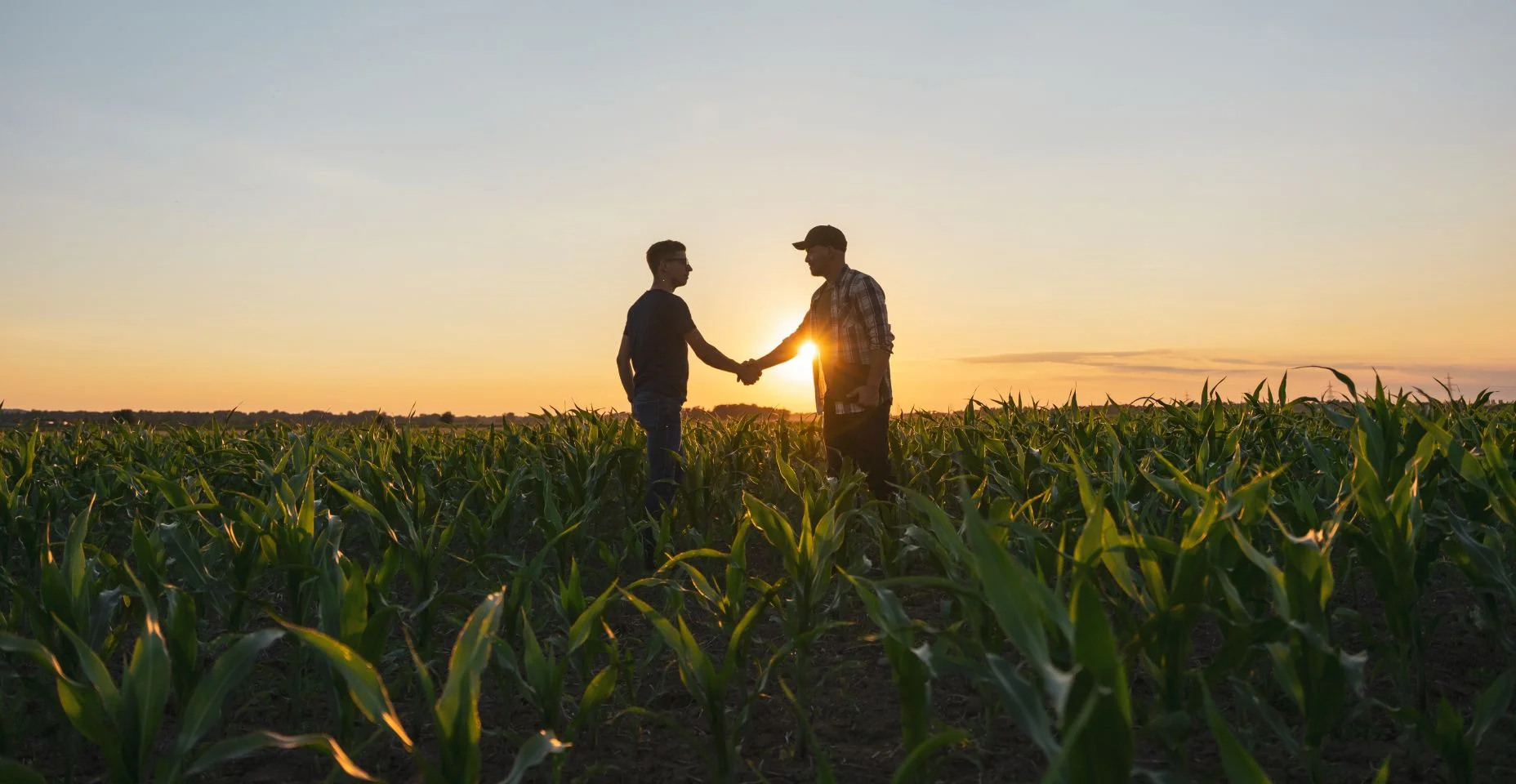 Agricultor e agrônomo do sexo masculino apertando as mãos no campo de milho