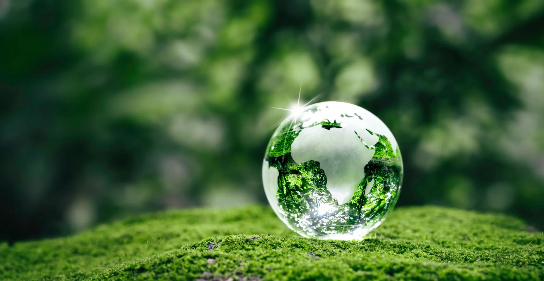 Terra cristalina em samambaias em floresta de grama verde com luz solar. Meio Ambiente, Salve o Mundo, Dia da Terra, Ecologia e Conceitos de Conservação.
