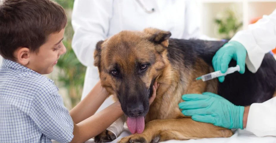 Cirurgião Veterinário está a vacina para o Cão Pastor Alemão -