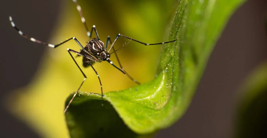 Mosquito Aedes aegypti que transmite dengue no Brasil empoleirado em folha, macrofotografia, foco seletivo