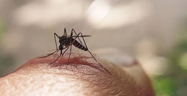 O mosquito tigre asiático, uma das espécies invasoras mais perigosas, é conhecido por ser um vetor primário de doenças como dengue e chikungunya