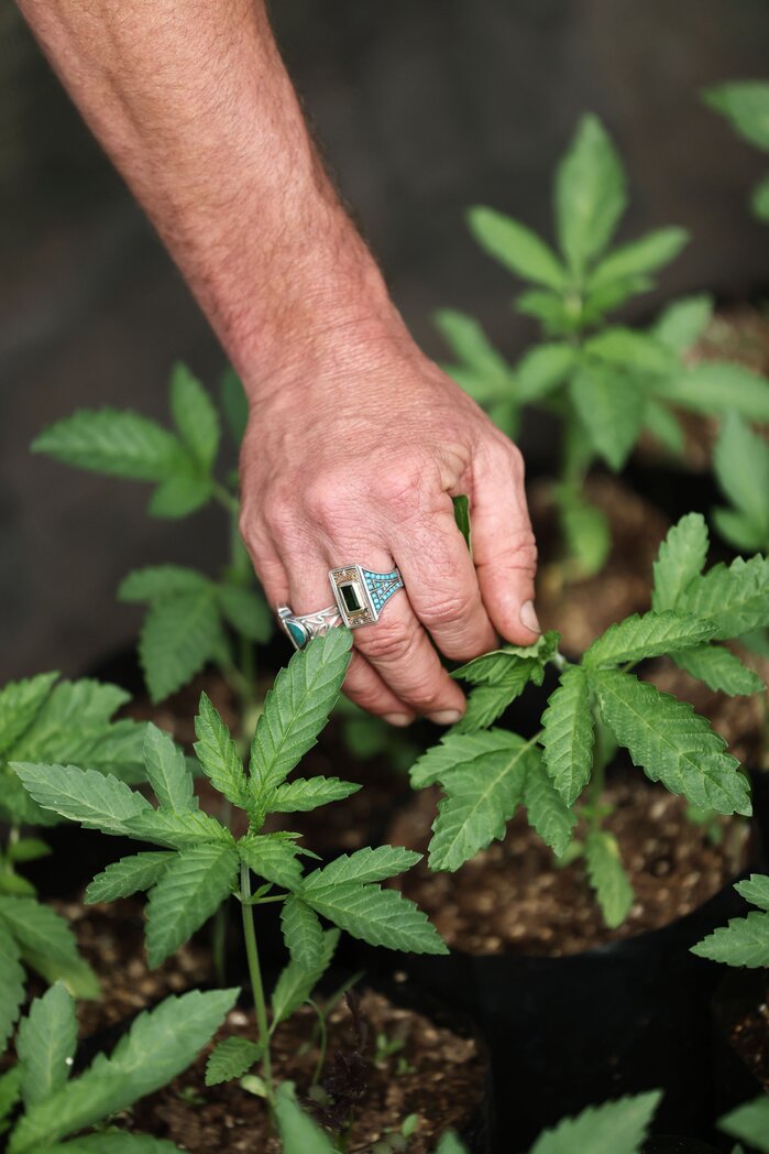 hand with rings tending to cannabis plant