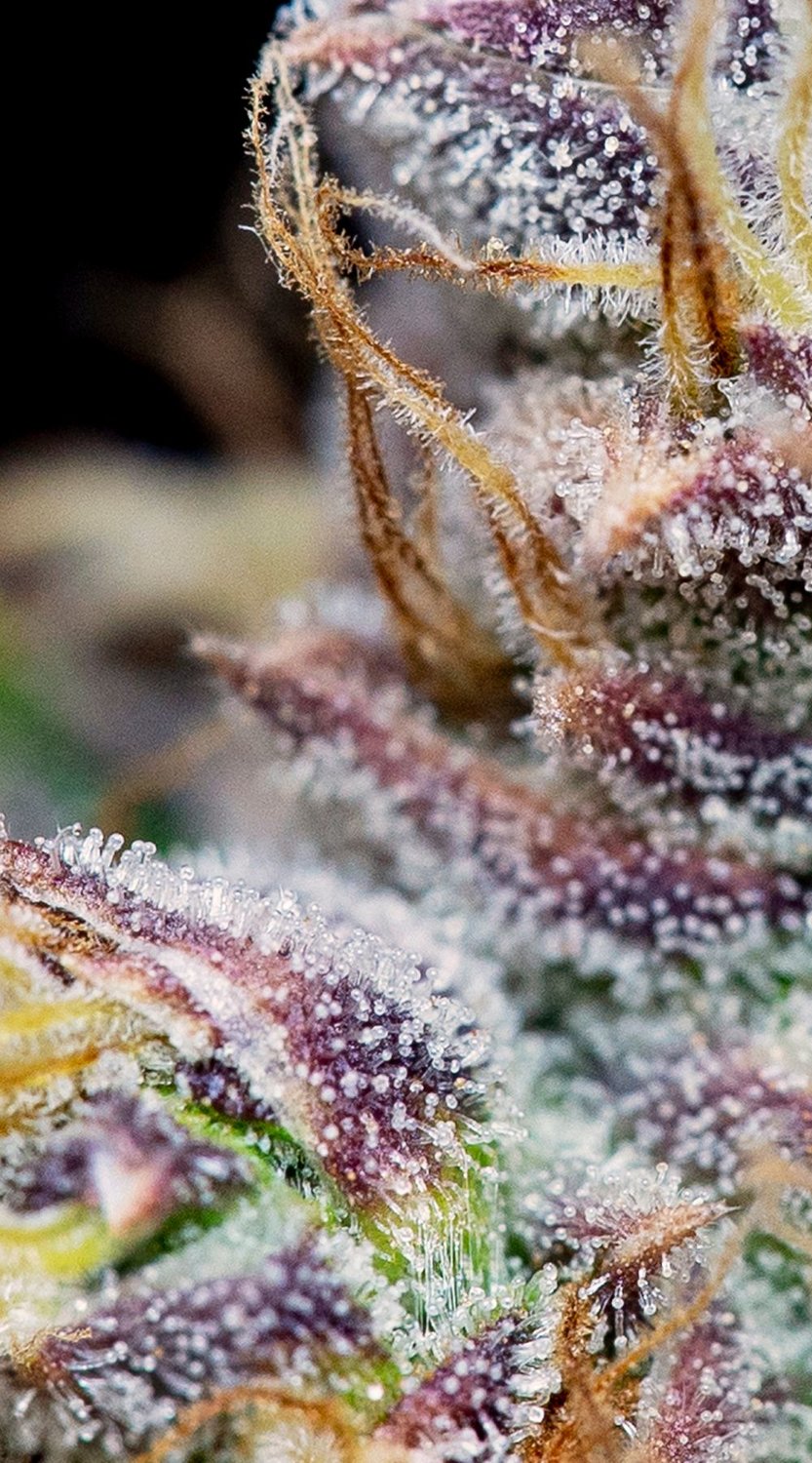 Juicy cannabis flower with lots of THC crystals