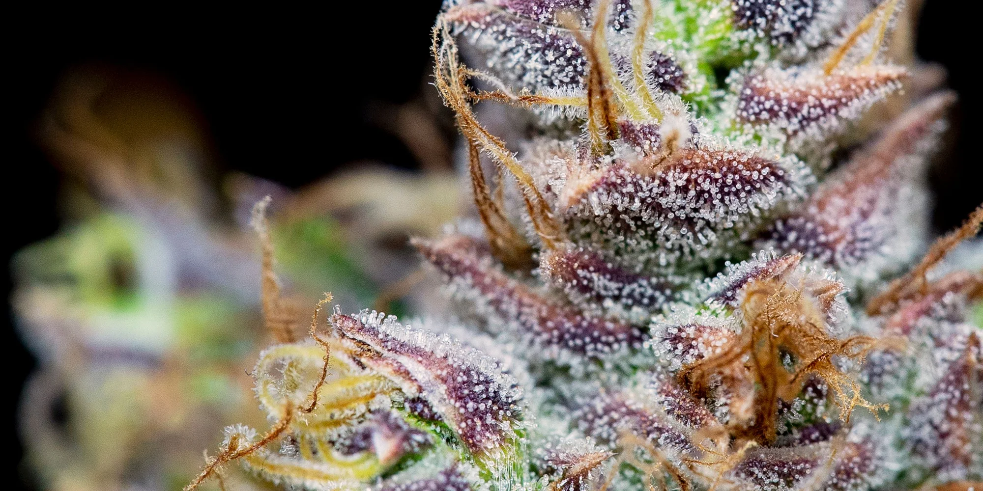 Juicy cannabis flower with lots of THC crystals