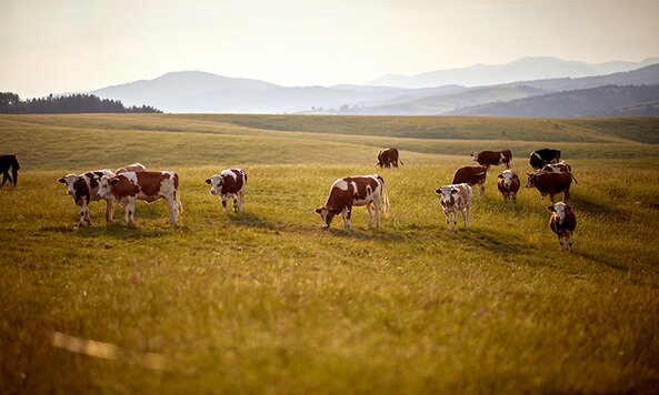 Herd of cows grazing in a green meadow on a sunny day. 