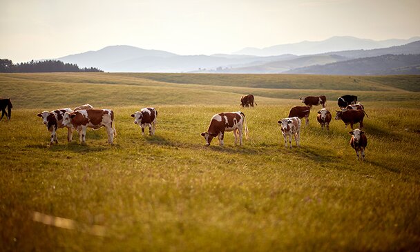 Herd of cows grazing in a green meadow on a sunny day. 