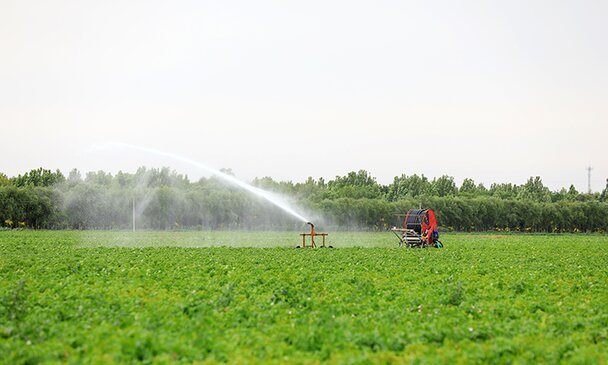 Sprinkler irrigation in a potatoes farm