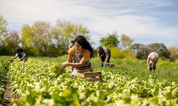 Farm workers harvesting lettuce in a field at a plantation