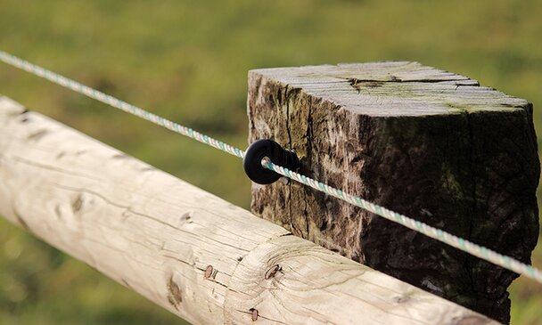 Fence at the paddock