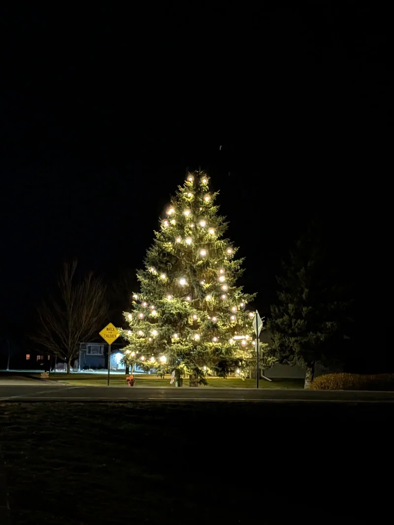 Evergreen tree wrapped in warm white lights for a community holiday display