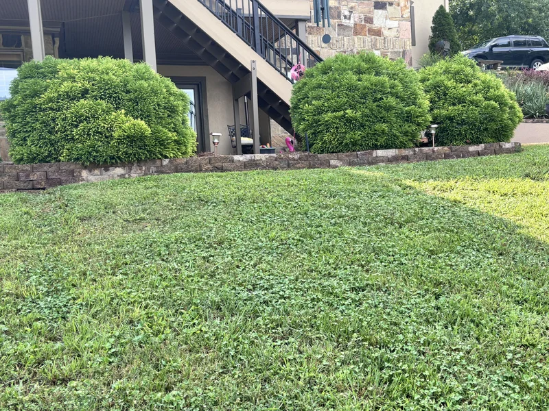 Rounded evergreen shrubs lining a sloped front lawn