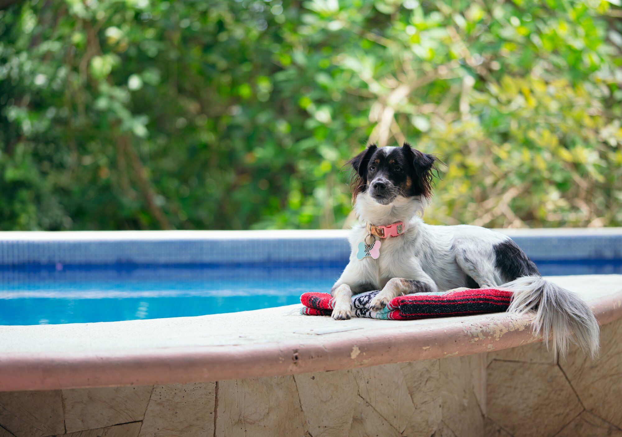A dog sitting on the edge of a pool