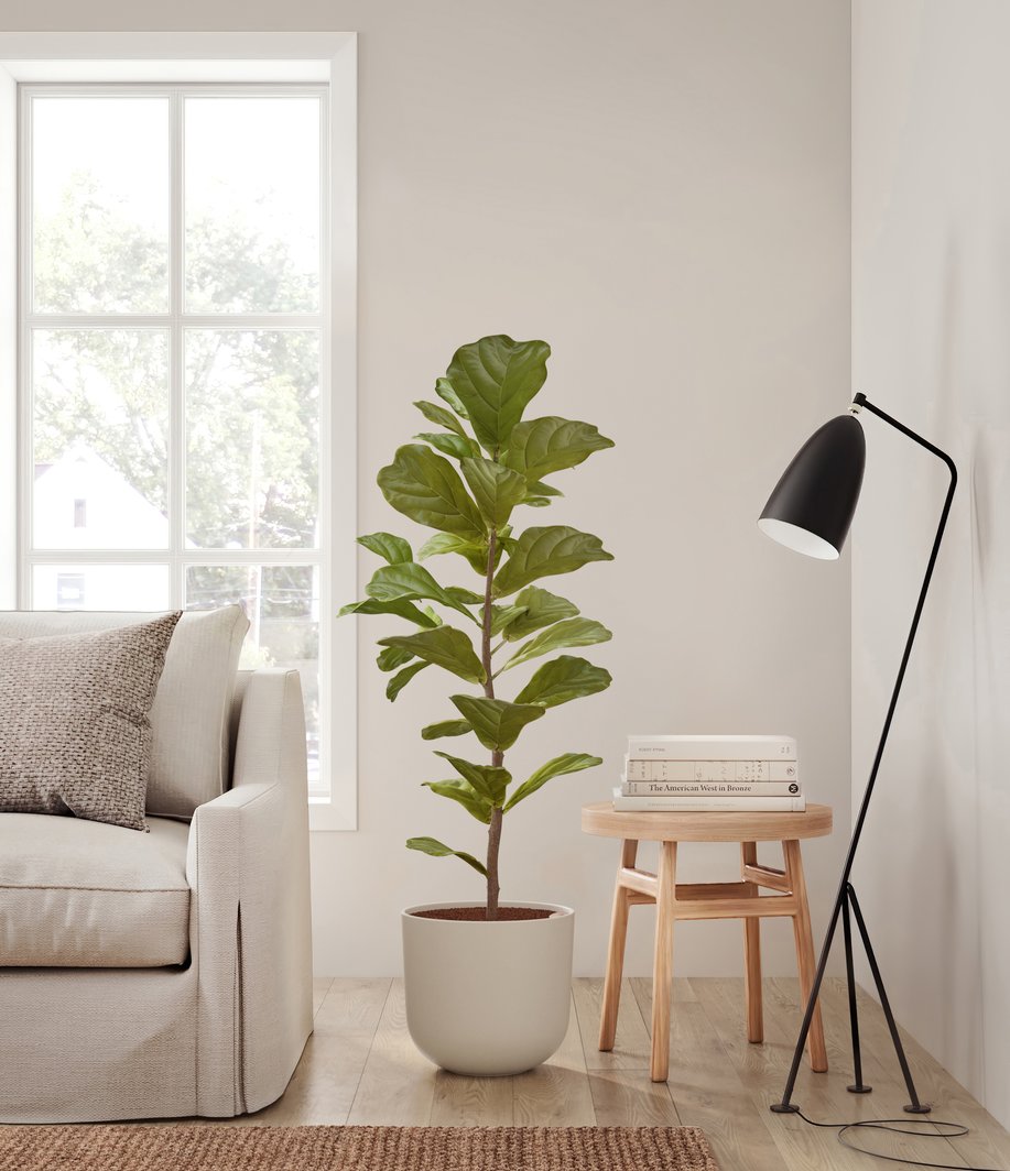 Huge Fiddle Leaf Fig