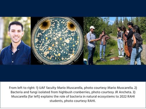 Collage of three images: 1) Mario Muscarella stands in front of birch trees with colorful yellow and orange leaves.  2) Petri dish with black and white dots and splotches that depict bacteria and fungi from highbush cranberries. 3) Mario Muscarella in a blue shirt and jeans, stands outside with five students in summer. They are in Fairbanks, Alaska.