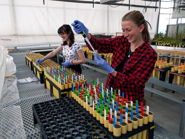 Two of Devin’s former undergraduate mentees Taylor Seitz and BLaST Scholar  Jennie Humphrey setting up an experiment in the greenhouse.