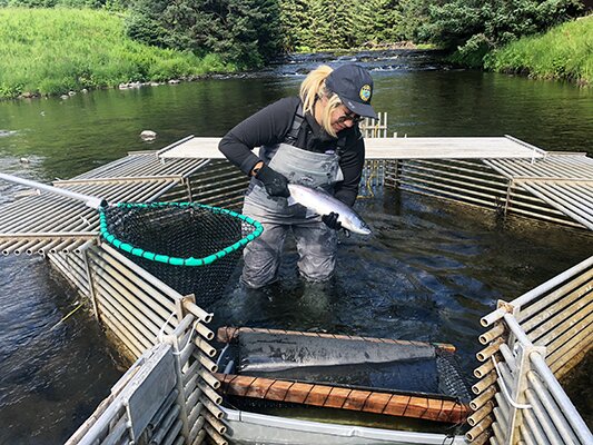 Quillin capturing salmon as field technician for the Alaska Department Fish and Game, Fairbanks, AK 