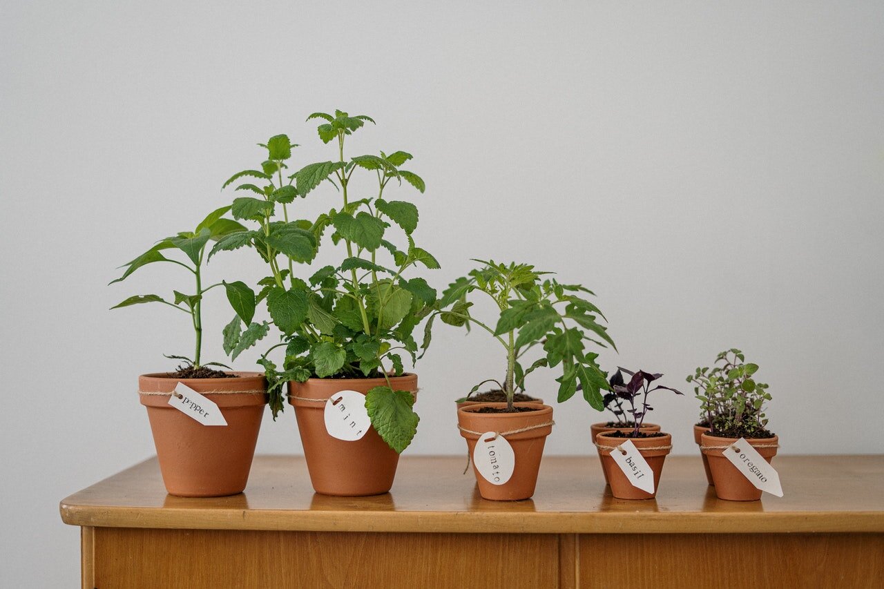 plantas