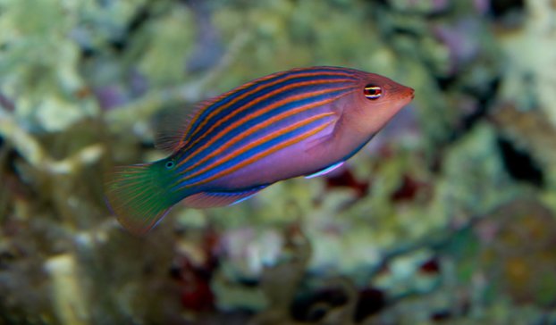 Wrasse - Six Line