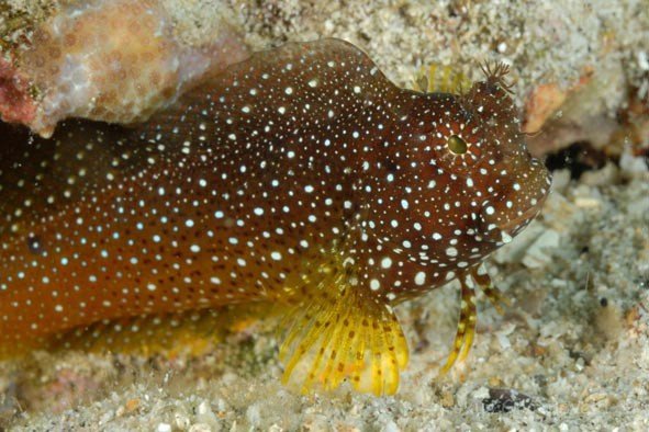 Blenny - Starry