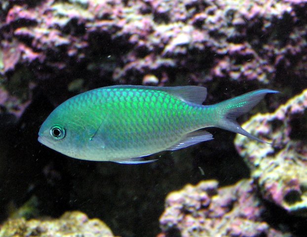 Damsel - Chromis