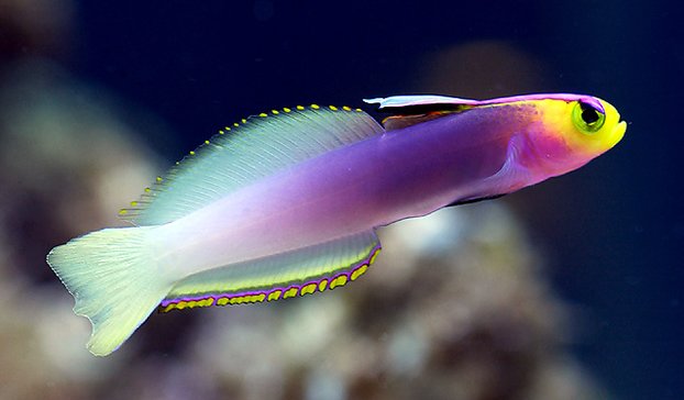 Goby - Firefish Purple