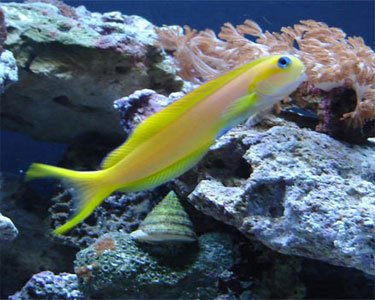 Blenny - Midas Africa