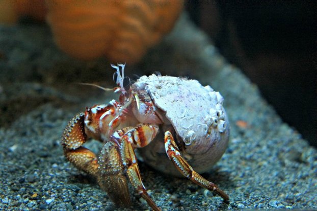 Crab - Hermit