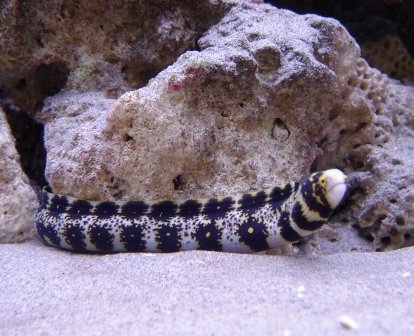 Eel - Moray Snowflake