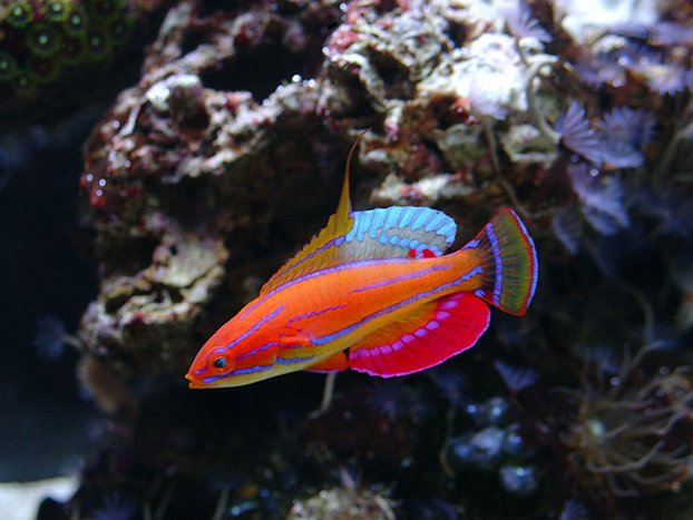 Wrasse - Fairy Carpenter